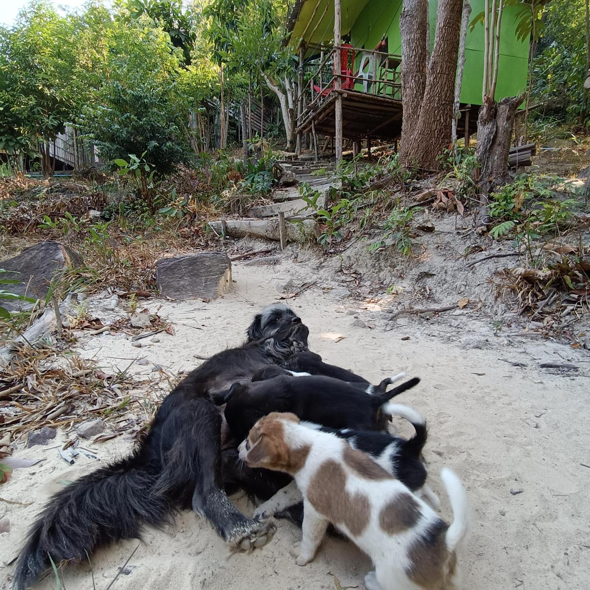 Sweet Jungle Camping Kaoh Touch Экстерьер фото