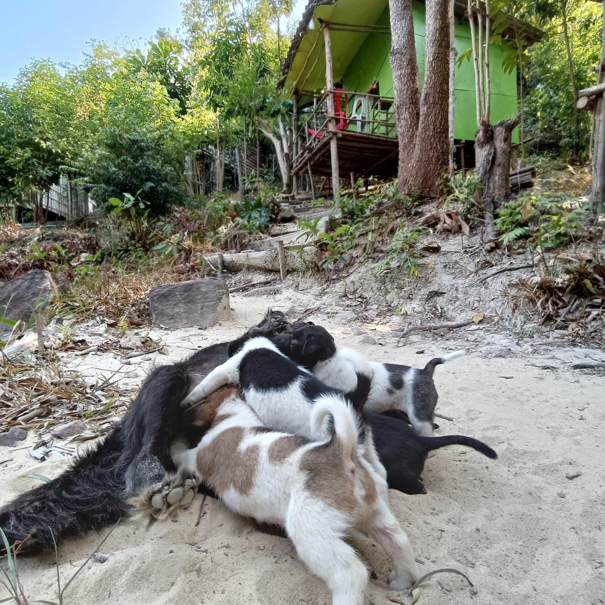 Sweet Jungle Camping Kaoh Touch Экстерьер фото